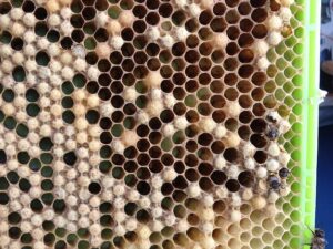 More rounded at the cap, more delineated--relative to worker brood ...