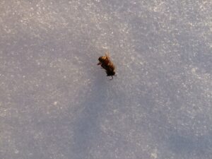 Dead bee on lake