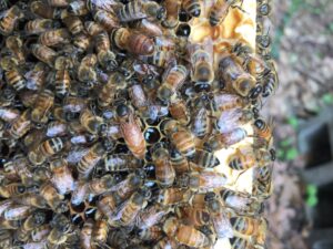 Good looking queen, but verify that she's laying one egg / cell and predominantly worker bees, not drones.  Thanks Dr. Stephanie for the picture.