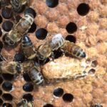 A capped queen cell, surrounded by capped worker bee cells, and loving attendants.