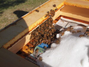 Peeked in a hive on a sunny day, and they were appreciative of the sugar.