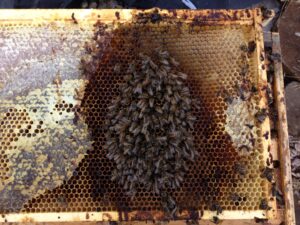 As cluster size diminished from the prematurely dying bees, the remaining bees likely froze or starved to death. There were not enough of them to move to the oh-so-close honey, and the poop stains suggest they were ill.