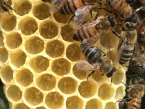 A properly laying queen will have one egg placed at the bottom of most cells of the brood area. This photo shows eggs haphazardly laid by laying worker bees; the colony has no future.